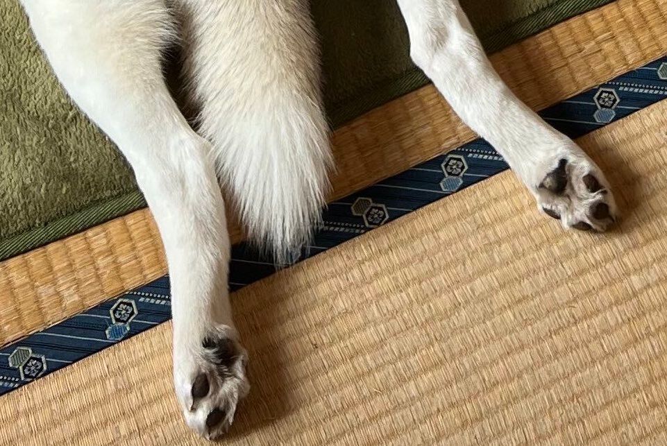 コタツを愛してやまないシベリアン・ハスキー！あまりの満喫っぷりに「もうシベリアには帰れない」!?4.6万件のいいねと「故郷忘れているw」の声