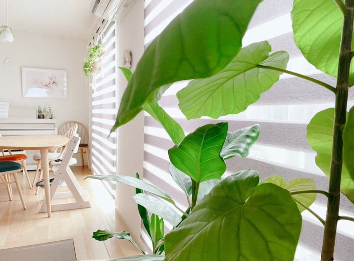 枯れたと諦める前にやってみて！観葉植物を復活させる方法3つ