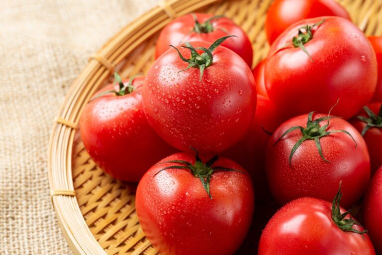 トマトを食べすぎるとどうなる？栄養と効能、加工品についても詳しく解説