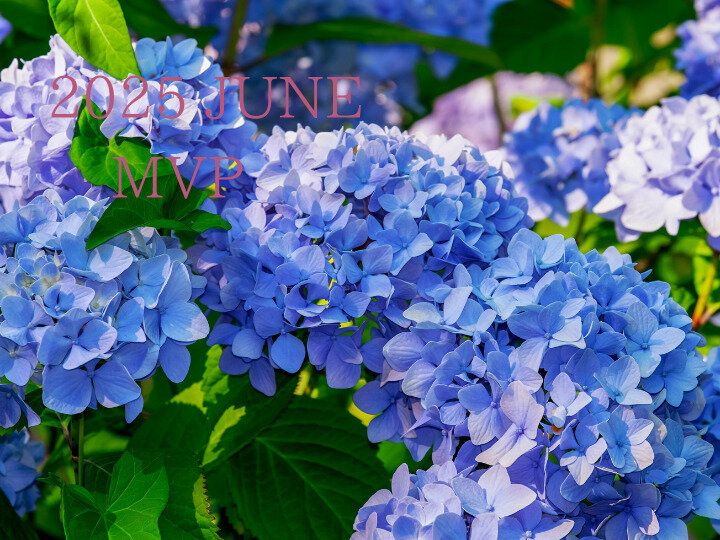 【25年6月度】のMVPを発表します！