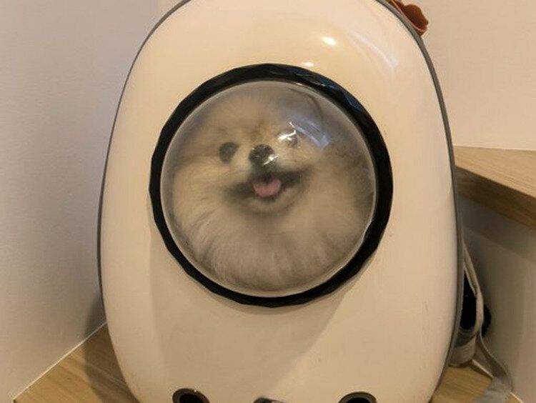 ワクワク顔のポメラニアン「楽しいおでかけだと思ったのかも！」帰宅後に見せた表情の落差に8.3万人がクスッ
