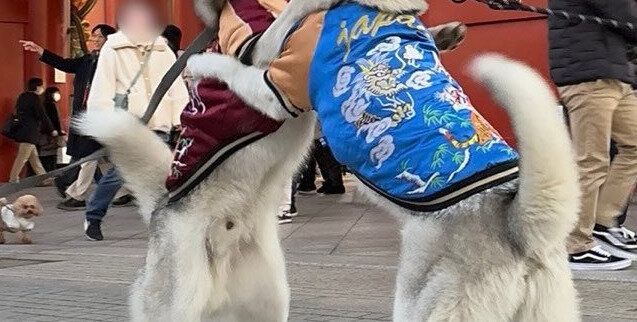 浅草雷門の前で突然始まったハスキー犬のワンプロ。スカジャンを着た二匹の激しいじゃれ合いに4.1万件のいいね