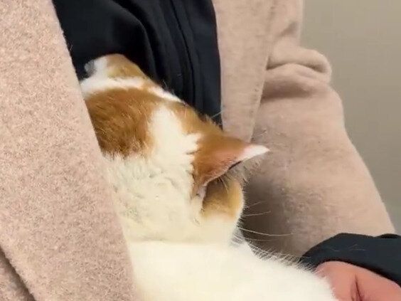 注射を察したネコちゃんの行動が「かわいそうだけれどかわいい」。頭隠して尻隠さずな様子に21万件のいいね