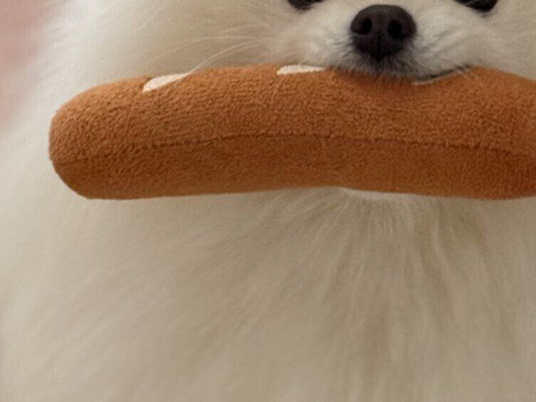 「お届けでーす！」おもちゃのパンを持ってきてくれるポメラニアン。眠くても頑張る姿が配達員の鑑だった