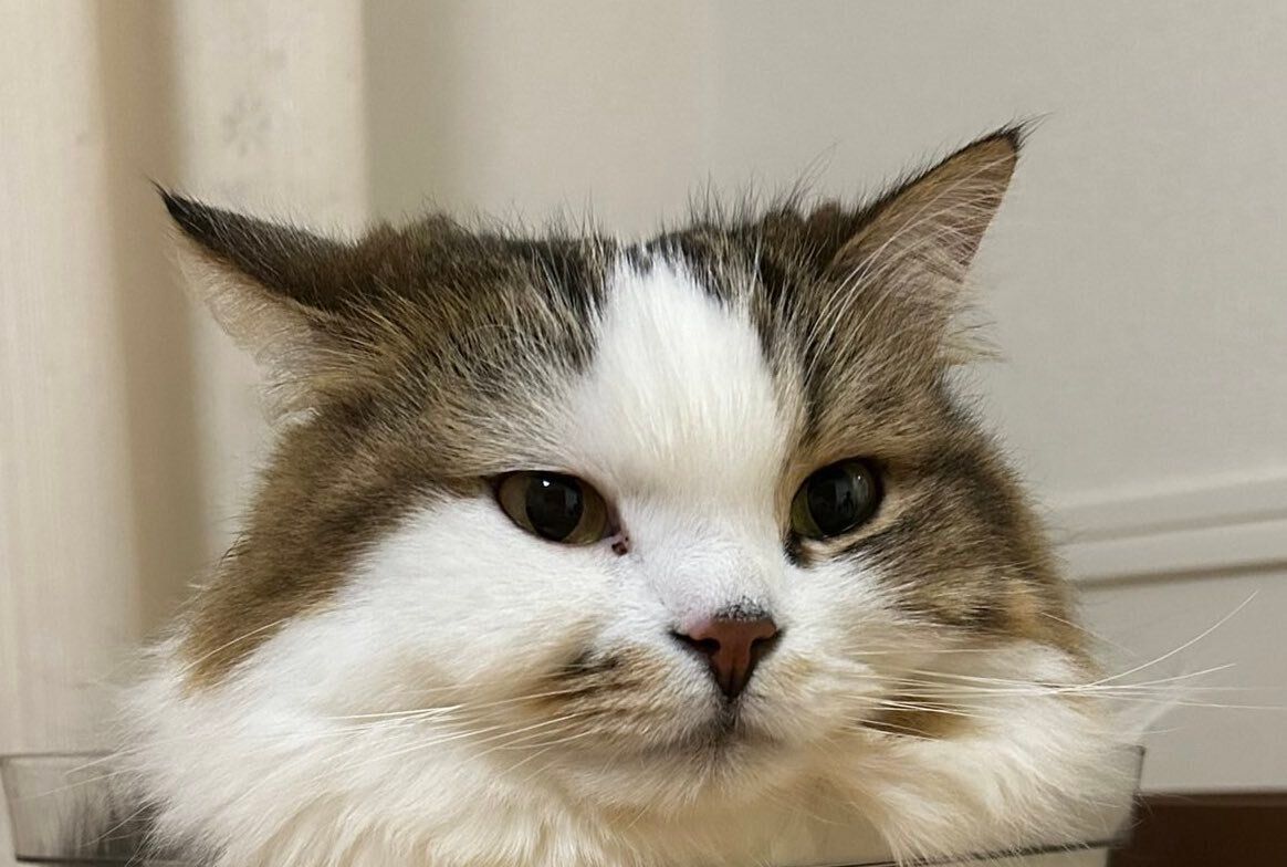 「ティラミス」「アイス」などスイーツ名続々!!透明の箱の中でまったりくつろぐ猫に、9.5万件のいいねと「かわいい」の声