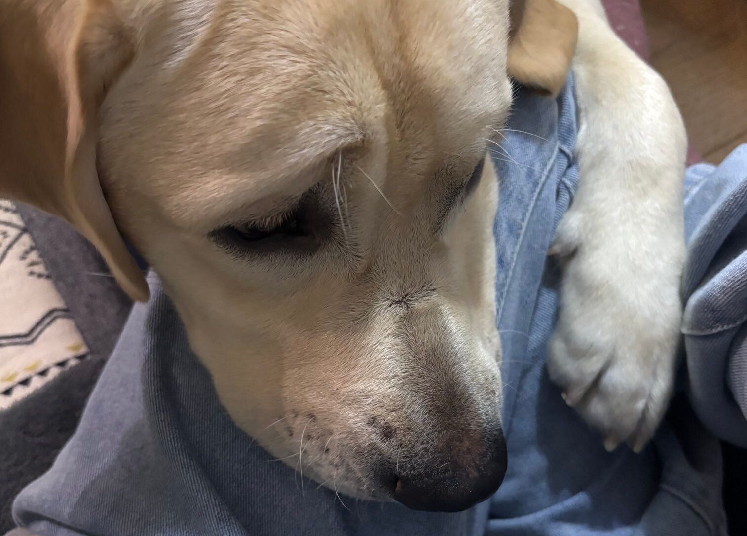 ドッグランに行く準備をしていたら、「大好きな飼い主がおでかけしちゃう！」と勘違いしたラブラドール・レトリバー！足にギュッと抱きつく姿に7.7万人が悶絶