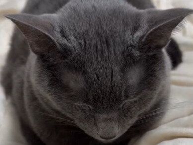 うたた寝する猫に8.7万いいね「最後まで見て笑わない人すごい」オチが分かっていてもかわいさは想像以上！