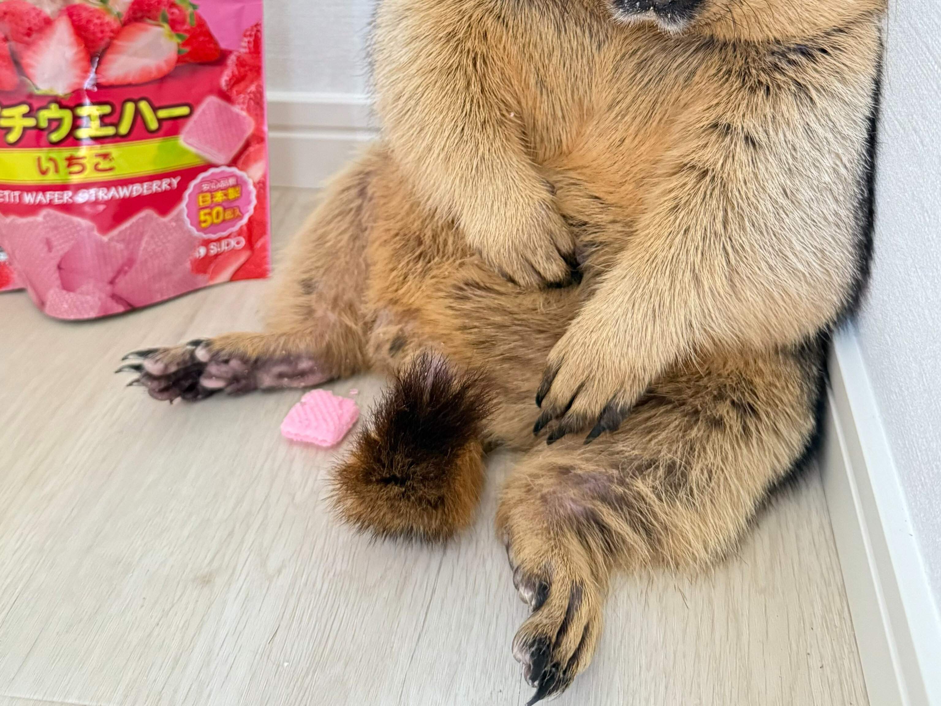 大好きなおやつを食べている途中で寝落ちしたマーモット。天使のような寝顔に「尊い」「癒されまくり」の声