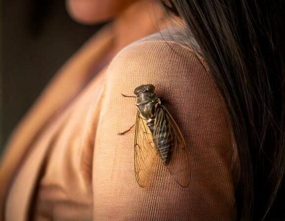 【夢占い】蝉が体にとまる夢の意味とは？シチュエーション別に運勢を解説！