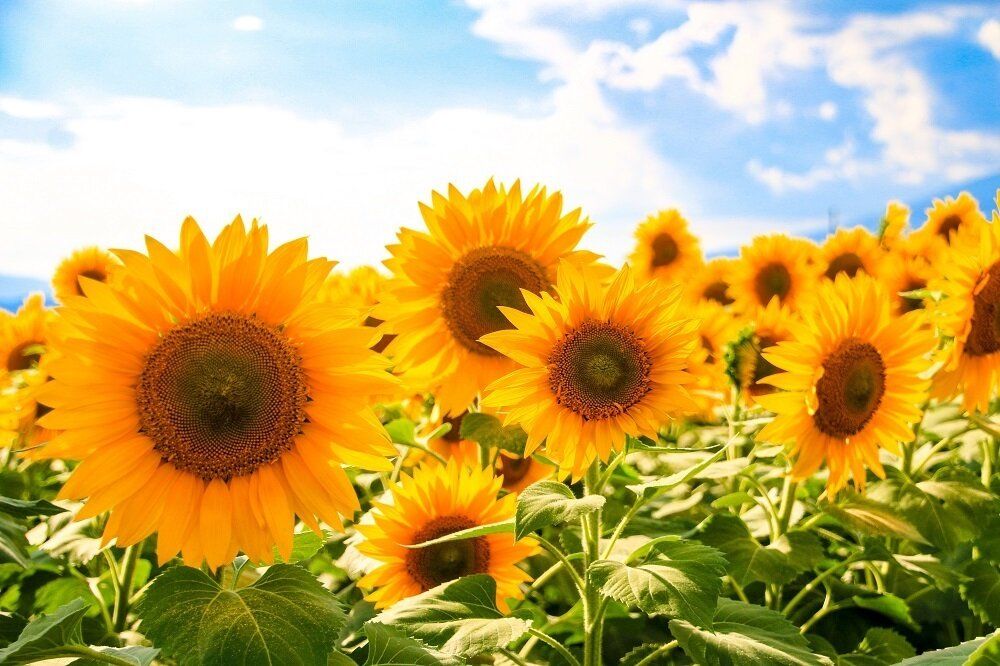 8月7日に買うべきものって!?8月に金運を上げる必勝風水【2025最新★Dr.コパの風水解説】