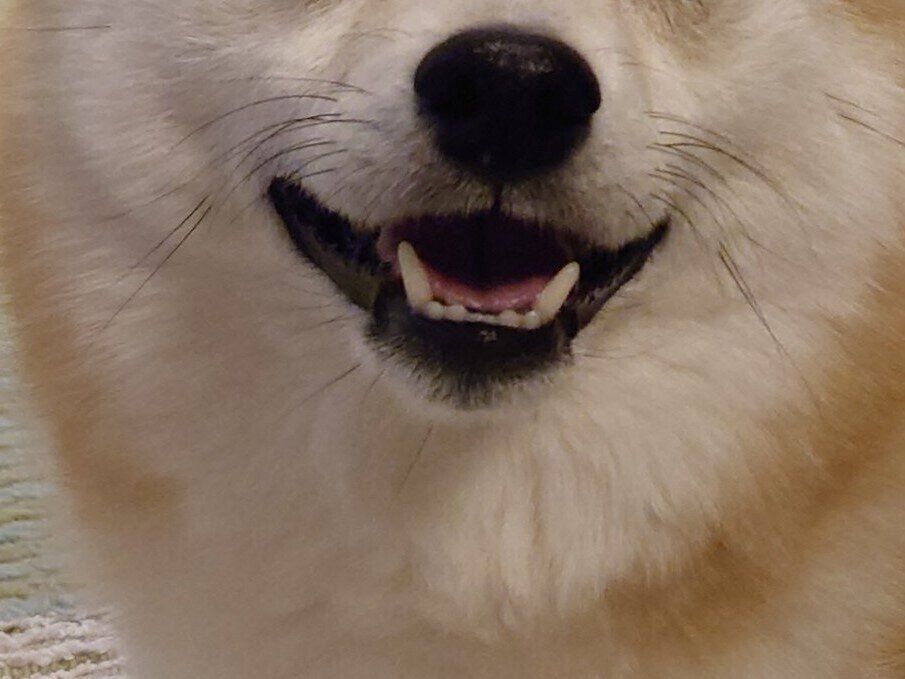 ピカピカの笑顔としかめっ面のギャップにキュンキュン！愛嬌たっぷりな柴犬の表情がどんなときもかわいい