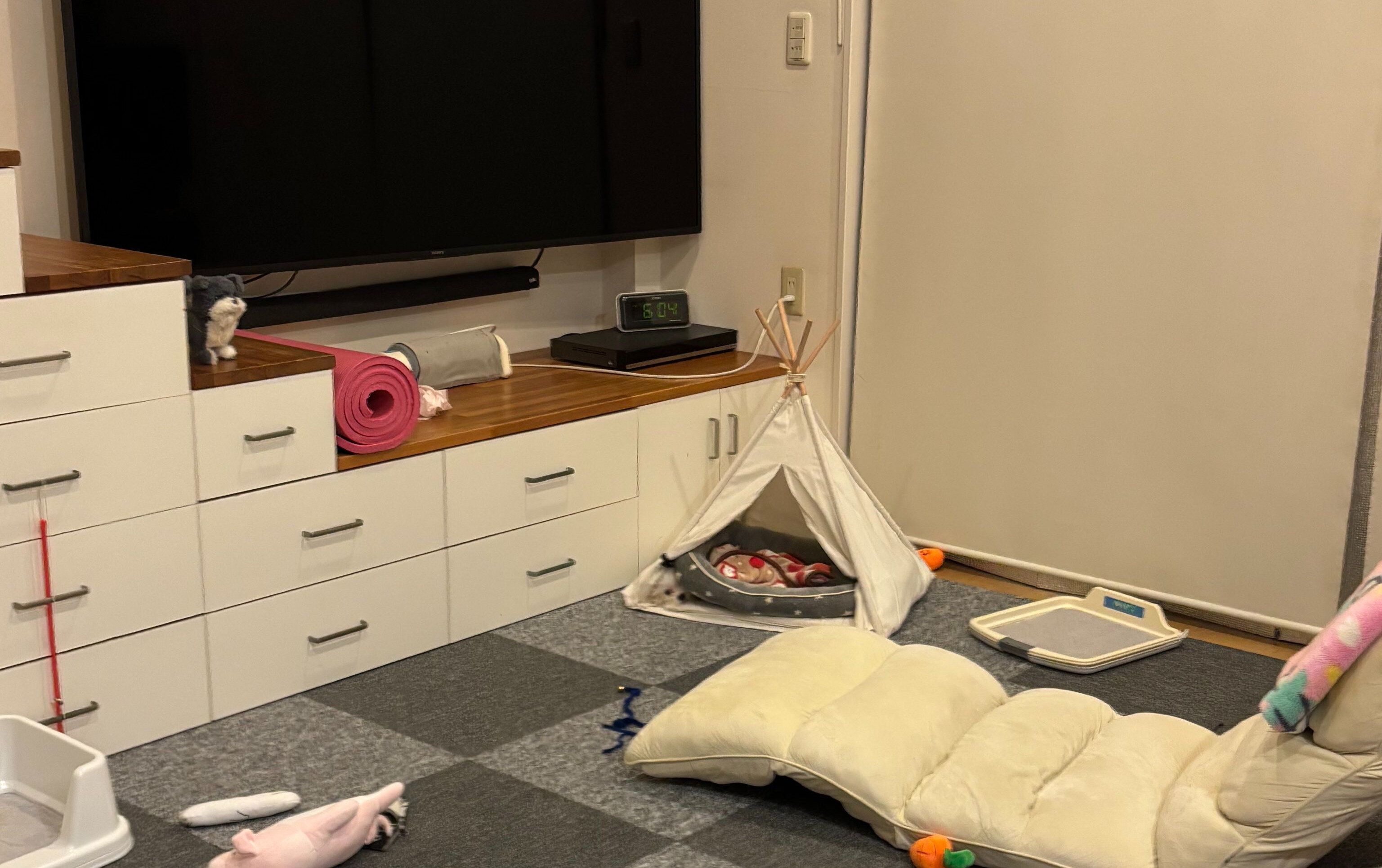 「いぬ見つけたら今日1日ハッピーになれます」見つけた瞬間ホッコリ！マルチーズのかくれんぼに8.6万件のいいね