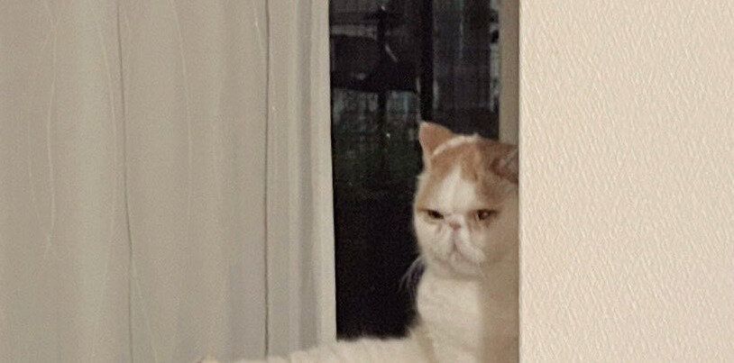 「ネコが毛繕いしているなぁ」→突然始まるセクシーショー「近くで観劇したい」の声と9.1万件のいいね