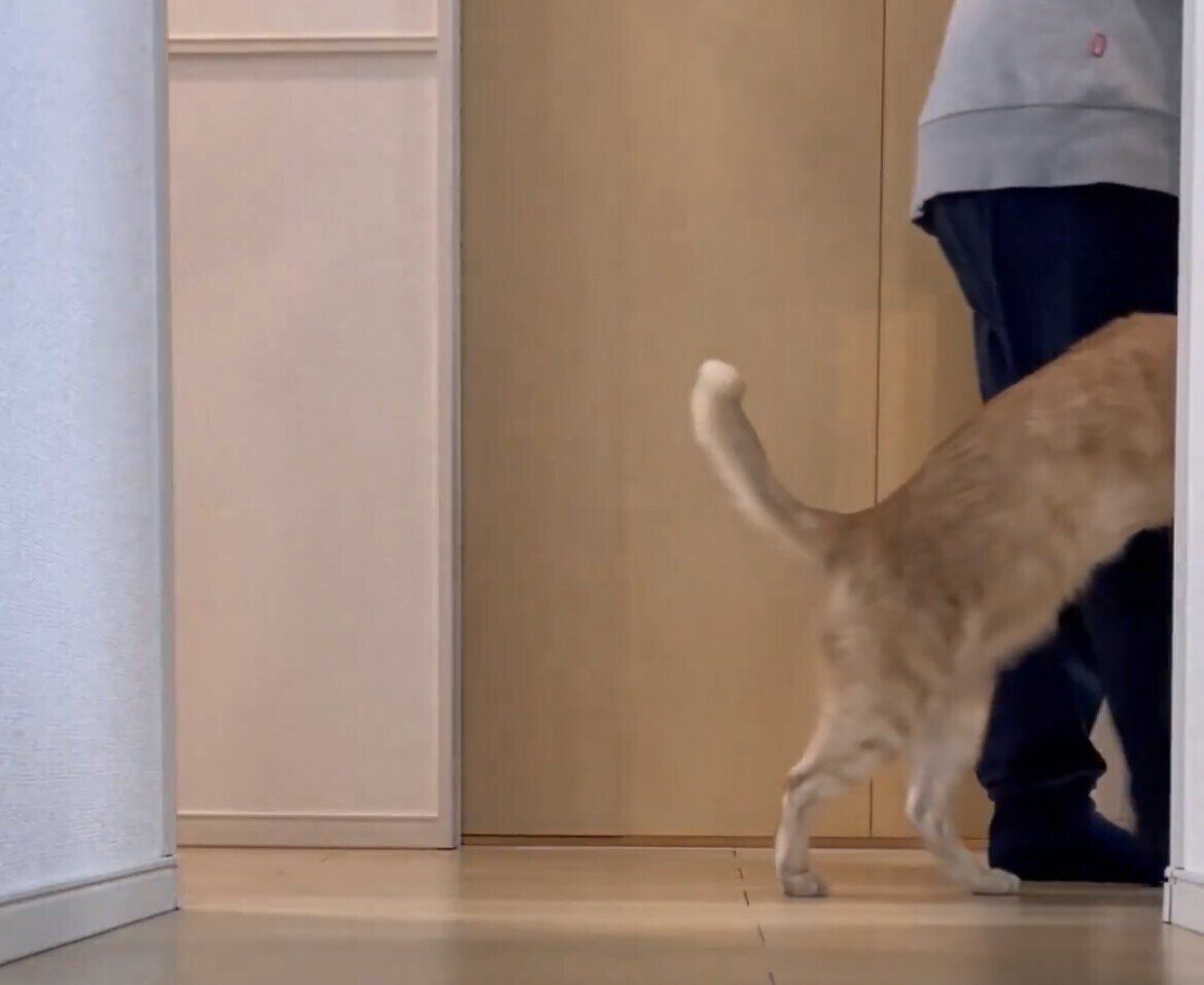 金魚鉢に上半身を入れて歩く茶トラが可愛すぎる！しっかりとカメラ目線をくれる姿に「ツボってしまった」の声