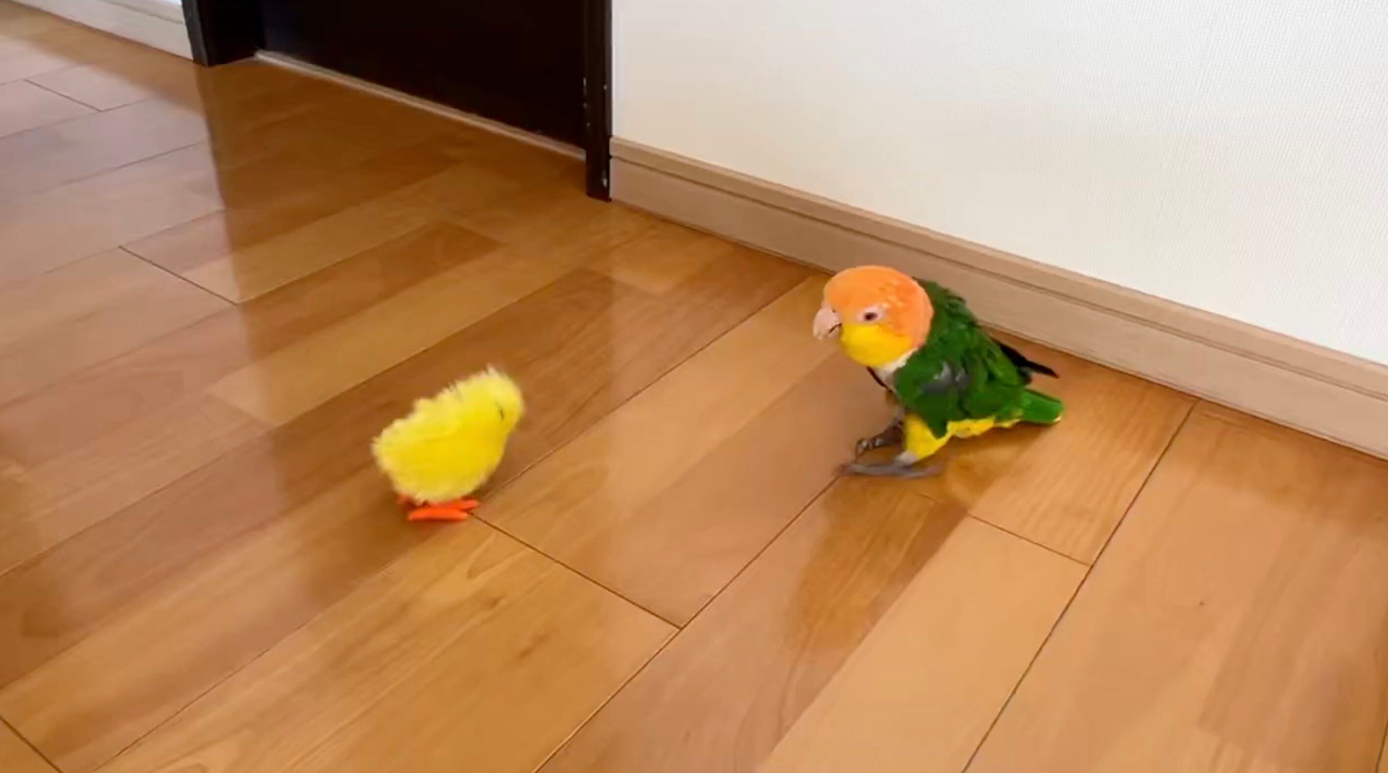 鳥のおもちゃから逃げたつもりだったのに！なぜか近づいちゃうインコに6.6万人が爆笑！「笑いすぎてお腹イタイ」の声