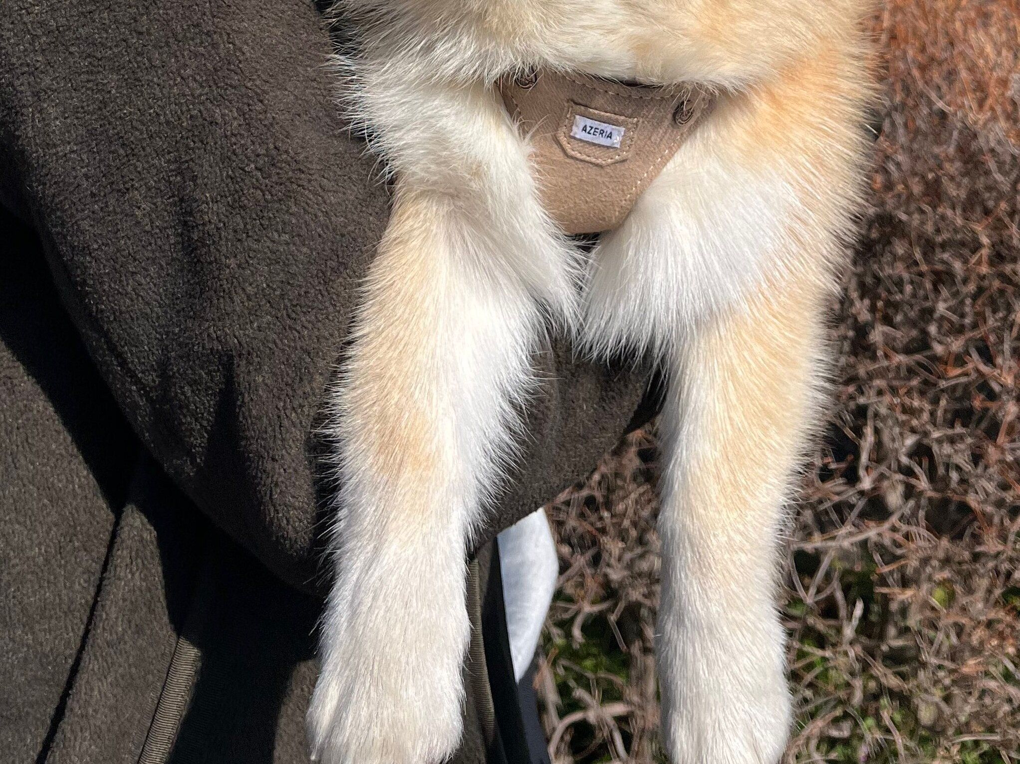 「お散歩に行くよ！」→帰宅のとき「やりきった…」と言わんばかりの表情に「かわいい」が止まらない！