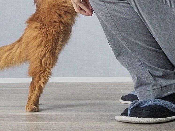 愛情たっぷり！“お出かけの儀式”でお互いに充電する猫ちゃんと飼い主さんに10万いいね「心が温かくなる」