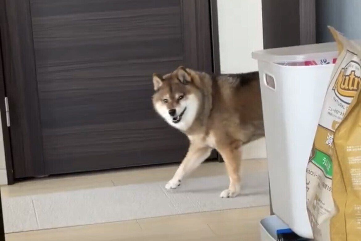 ニコニコで歩く柴犬→「突然の真顔」なにが起きた!?そのおもしろ可愛い様子に10.5万件のいいね