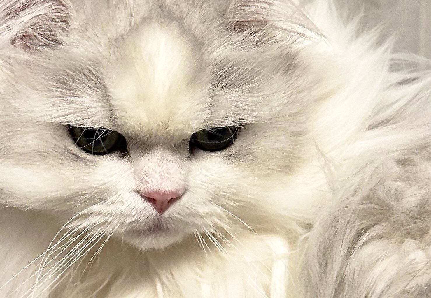 愛猫がエアコンの下で睡眠→衝撃の変身に「そうはならんやろ」と13万人が思わずツッコむ