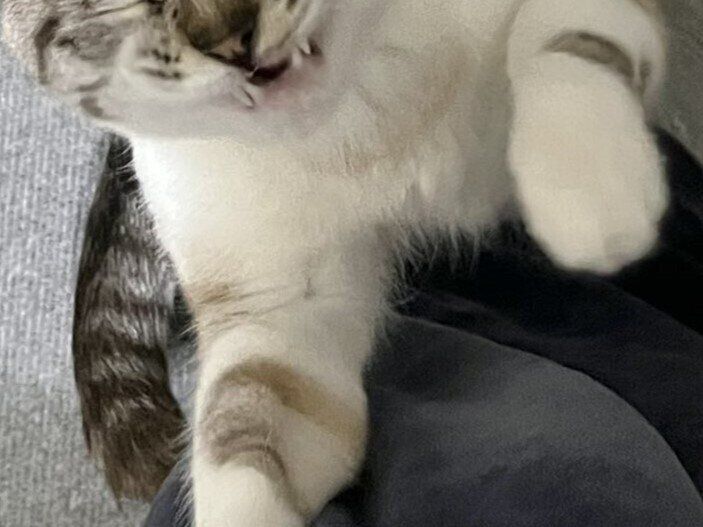 甘えている？寝ぼけている？あくびしながら飼い主さんの脚で爪とぎする猫ちゃんが「いとおしすぎる」