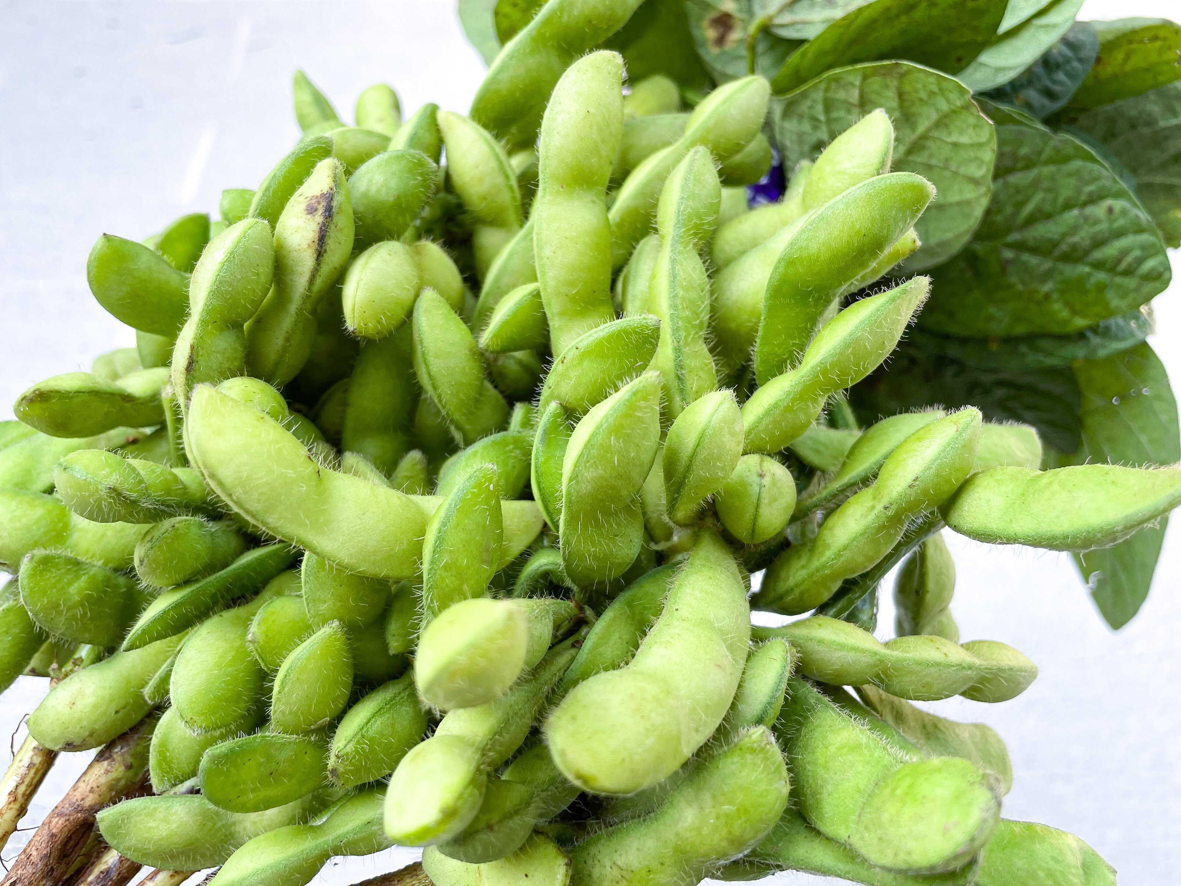 旬の枝豆を買ったら絶対やって！管理栄養士が教える枝豆のいちばんおいしい食べ方