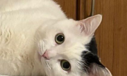 棚の上にいる猫の写真……のはずが→「脳がバグる」「重力どうした？」とスマホを回転させる人続出！20万人が騒然