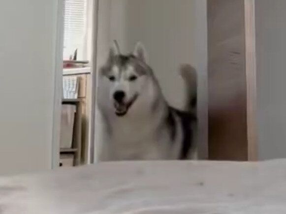 おはよーーーーーッッ!!ハスキーによる愛のモーニングジャンプに「好きすぎる」「起こされたい」迫力満点の3秒間に注目