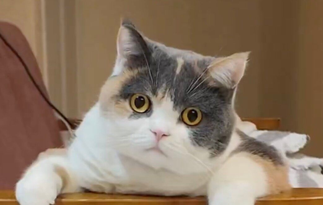 「座っただけなのに、ハマって抜けません」椅子から抜け出せない猫に2.7万件のいいね！オロオロと慌てふためく姿がかわいすぎると話題に