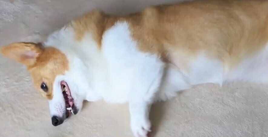 鼻の先にあるおもちゃを、脚で必死に取ろうと頑張るコーギーが可愛すぎると話題に！健気な姿に2.5万件のいいね