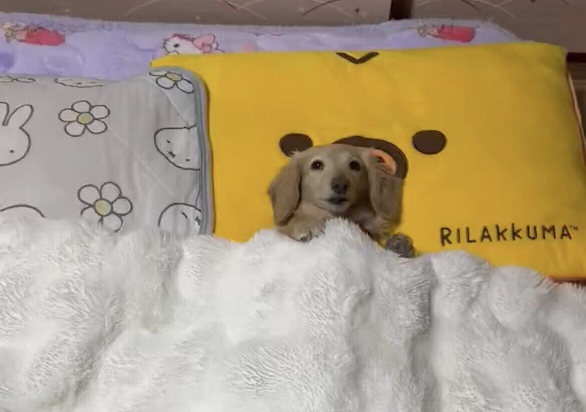 まるで人間のような寝姿に8万件のいいね！生活音があっても余裕で眠りにつくカニンヘンダックスが可愛すぎる