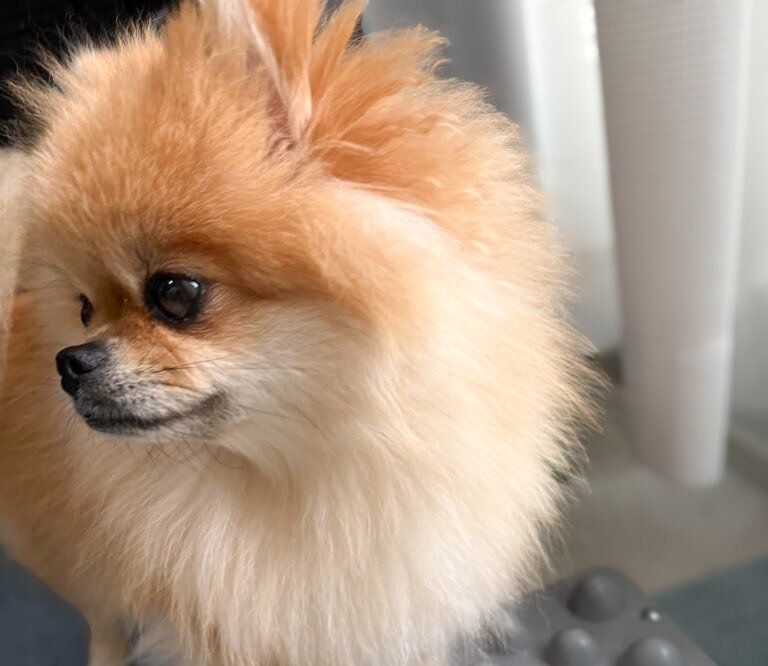 興味津々な足ツボマットに乗ってみたが?!足が小さすぎるあまり効果がなかったポメラニアンが可愛すぎると話題