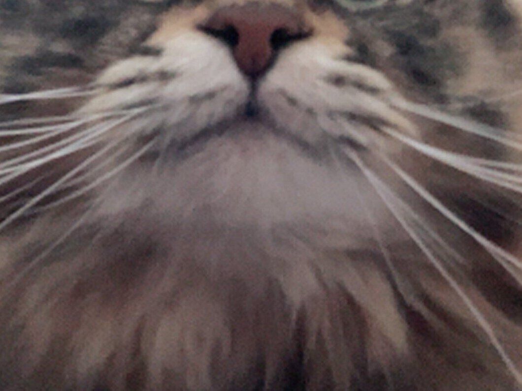 猫のリモート会議が始まった!?「“あ、お疲れ様でーす”って言いそう」なかわいすぎる光景に8.9万いいね