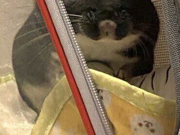 お出かけの次の日、リュックに自ら入ったチンチラ。”苦手”を塗り替えるほど楽しかった？熱視線に胸キュン