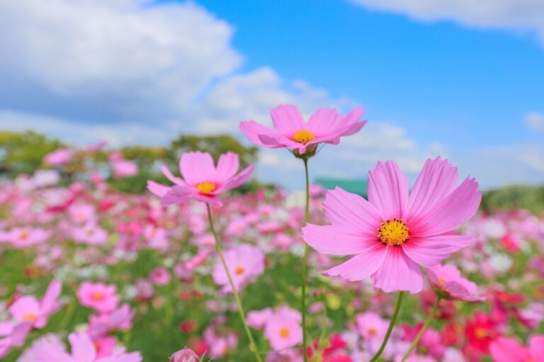 今年の秋に行きたい！「運気」が上がるパワースポットって？ 【Dr.コパの風水解説】