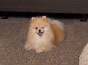 見た人が「うれしくなっちゃう」と話題のポメラニアン。目が合うと”しっぽフリフリ”で時間が一瞬で過ぎる
