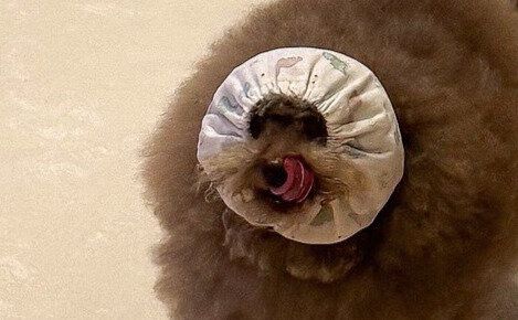 全身モコモコのトイプードルがスヌードを付けると小顔に?!普段とご飯中のギャップが可愛すぎると5.3万件のいいね