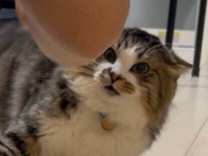 「負けないニャ！」戦闘モードな猫ちゃんとパパさんの熱い戦いに9.4万いいね。原因はまさかの”すね毛”!?