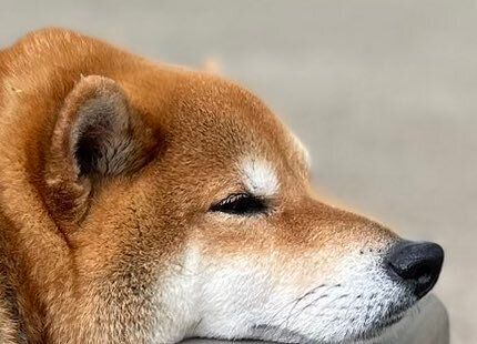 「ドッグ走ラン」!?ドッグランに来たのに、ベンチでのんびり休憩する柴犬に3.1万人がほっこり！マイペースな姿がかわいくてたまらない！