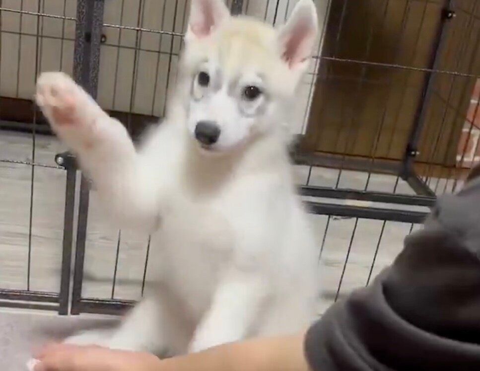 生後2カ月のシベリアンハスキーにお手をさせたら「おて？」になっちゃった！3.7万件のいいねと「かわいすぎて反則」の声集まる