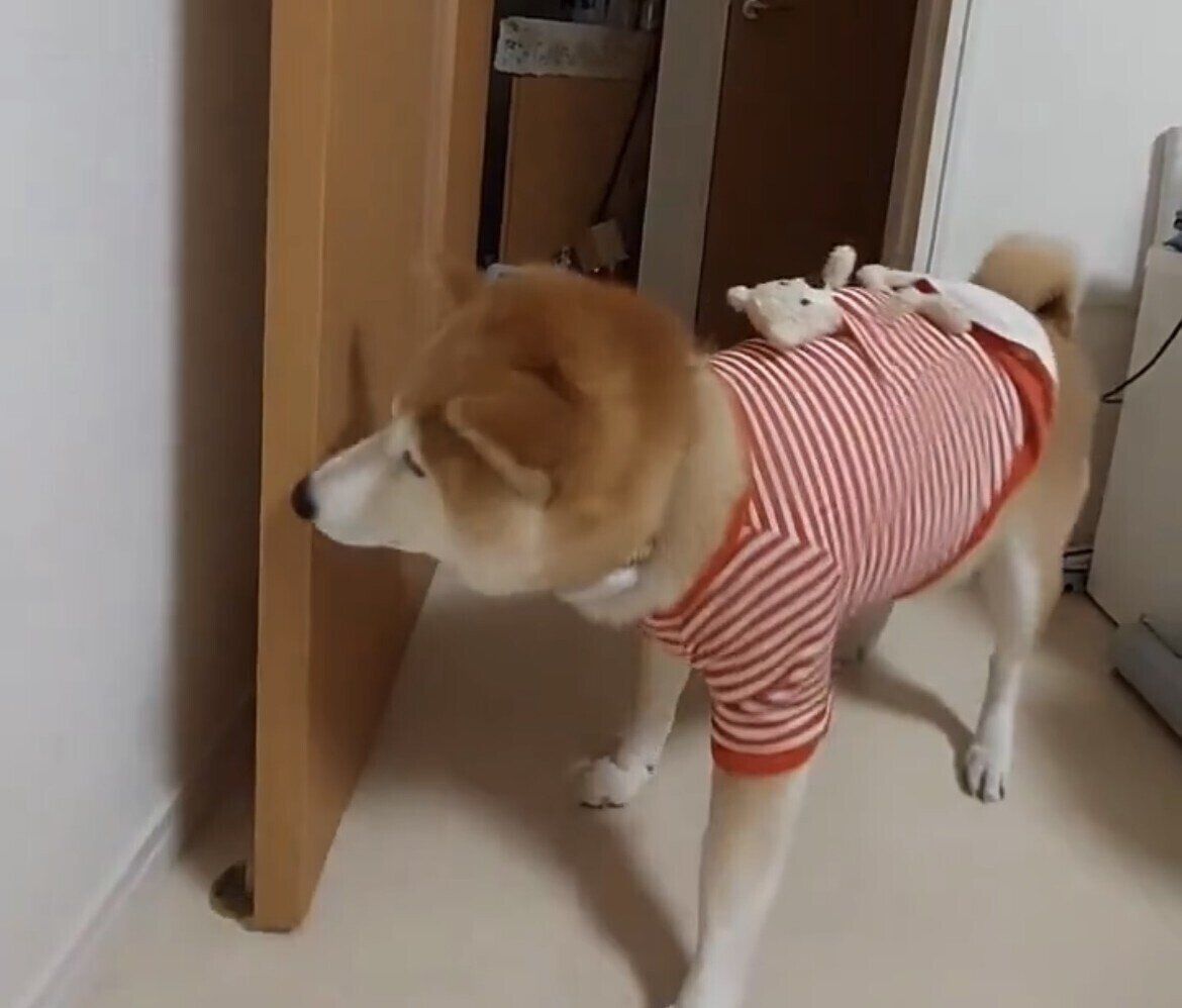 ドアの開け閉めをする柴犬が賢すぎると話題に！閉めたあとのドヤ顔に「お利口さん」「よくできました」の声