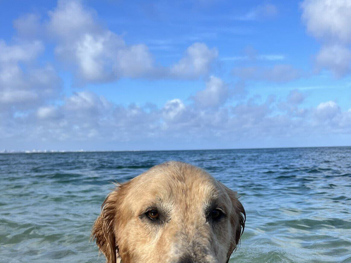 「同じ水の中なのに」海とお風呂は別ものなゴールデンレトリバー。表情の差に6.8万人が思わずクスッ
