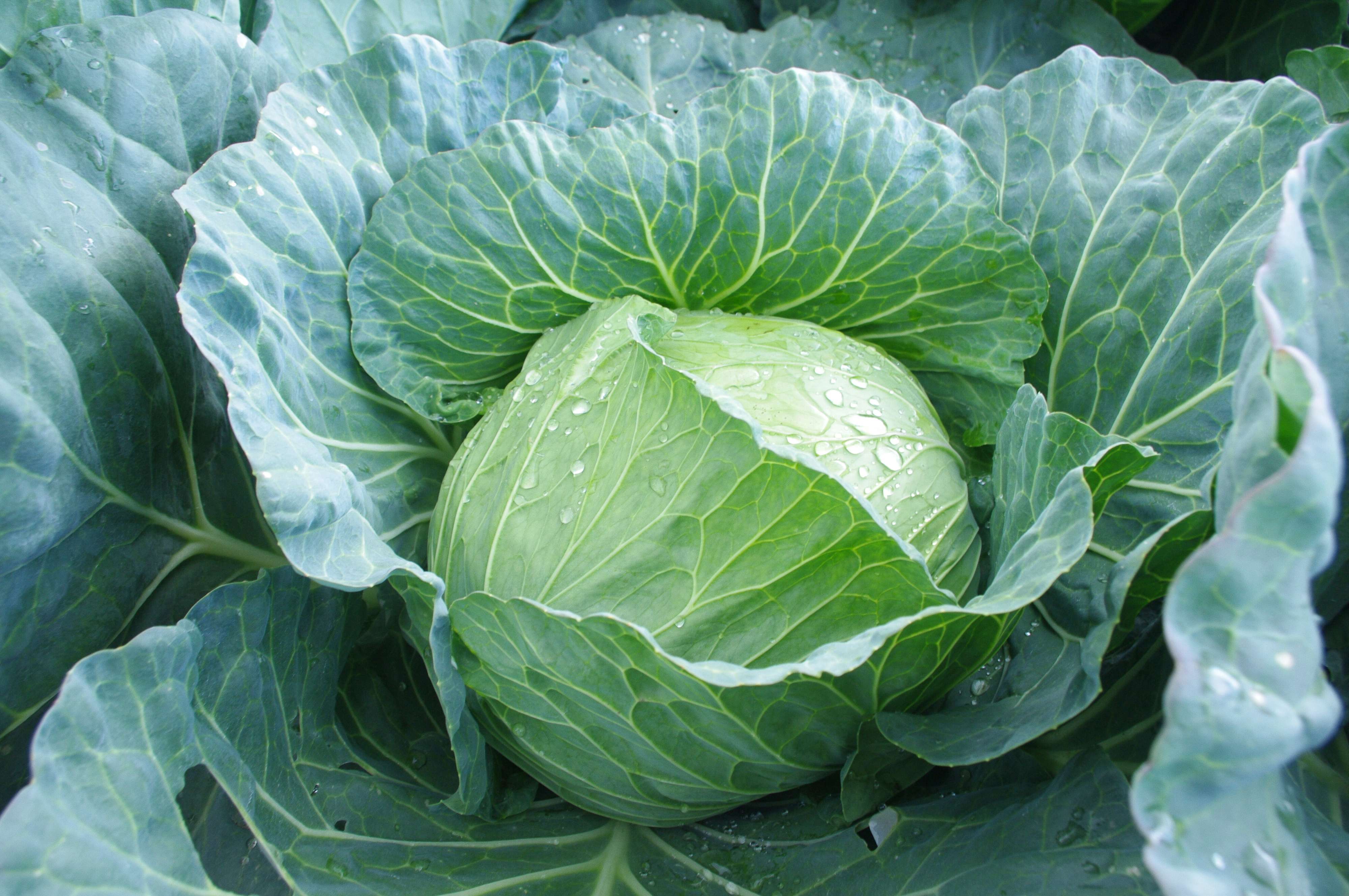 じつはおすすめできない!?キャベツのNGな食べ方と栄養を逃がさない解決策を野菜ソムリエが解説