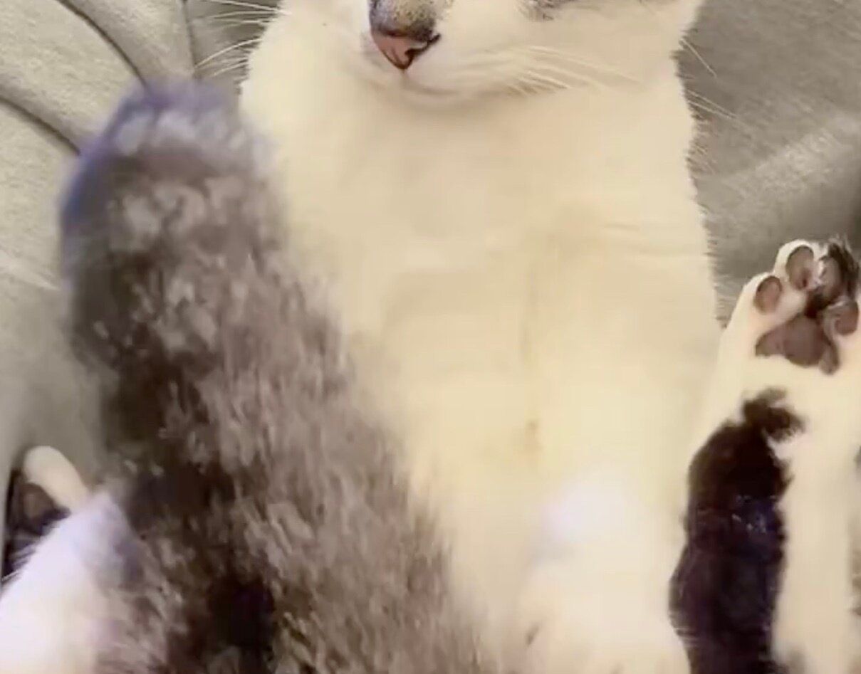 苦手な歯磨きをされて、しょんぼり顔のにゃんこ。しっぽをパタパタと揺らしてちょっぴり怒りつつも、飼い主の腕の中で甘えるしぐさが「かわいすぎる」と1.5万いいね