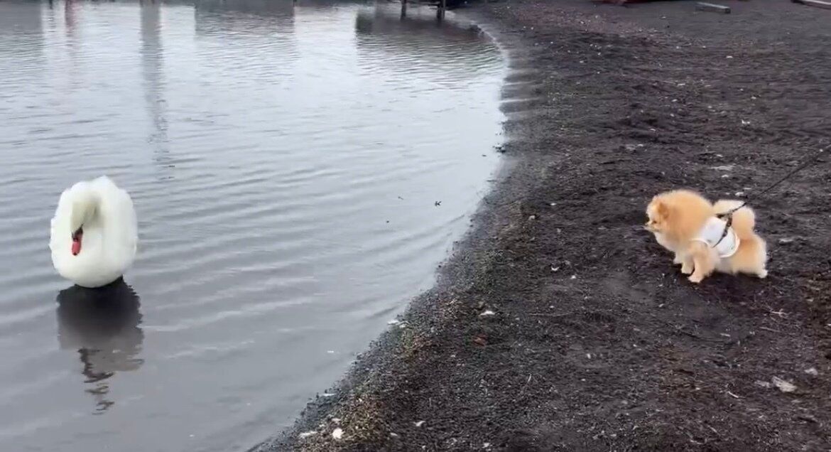 湖で出会った白鳥に、友達になりたいアピールをするポメラニアンが可愛すぎる！「微笑ましい」と14.3万件いいね