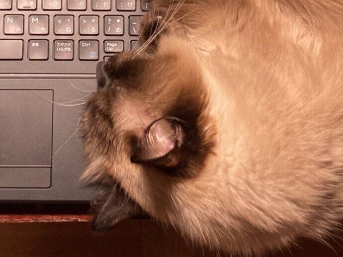 ニャン事件発生!?突然アラビア語設定に変わったパソコン。「誰だ。誰なんだ」そばにはくつろぐ愛猫の姿が