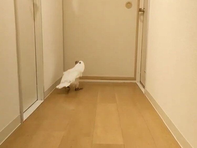 お兄ちゃんにベッタリなオウム！「はやく出てこないかな～」声が聞こえそうなほど待ち遠しい出待ちに1.3万人が「いいね」する