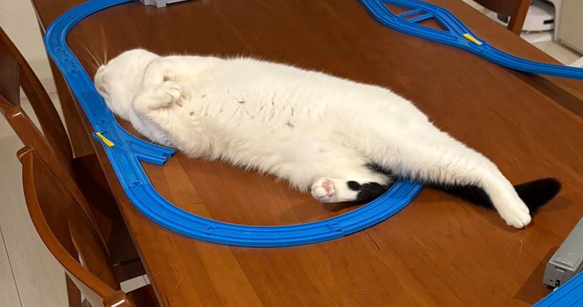 身体のまわりにプラレールが繋がれても、気にせず寝続けるマンチカン。愛猫と3歳息子の日常に「かわいいが渋滞中」の声