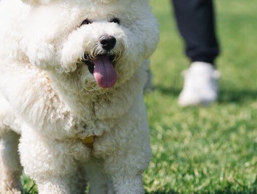 「いくらなんでもかわいすぎる」と話題になった、くっつきたがりのビションフリーゼ！ふわふわモコモコわんこ×2匹に1.1万人が悶絶