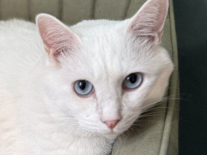 座りたては品のあるネコちゃん→数分後には様変わり。どちらも「猫感満載で癒やされる」と5.9万いいね