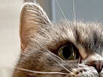 全方位警戒中!?飼い主さんも驚くネコちゃんのおヒゲ事情。「お日様みたい」「花火のよう」と3万いいね